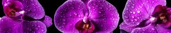 Фиолетовые орхидеи для скинали